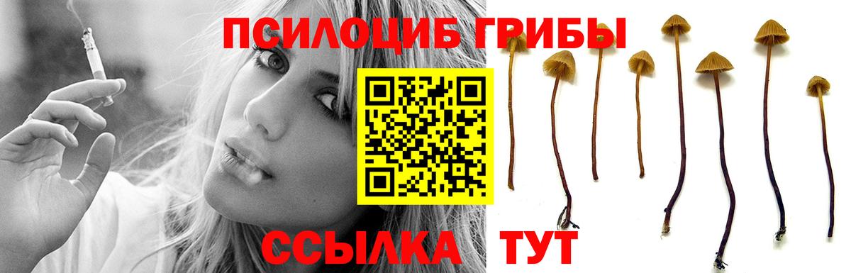 Псилоцибиновые грибы Psilocybe Бутурлиновка